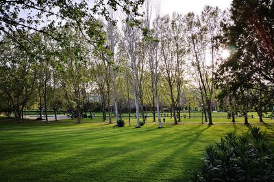 Trees in park