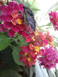 Close-up of pink flowers