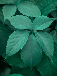 Full frame shot of leaves