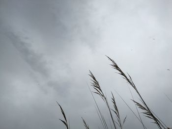 Plants against cloudy sky