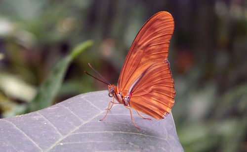 Close-up of butterfly on leaf