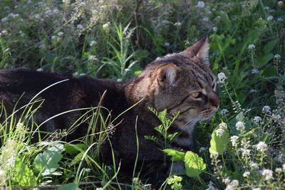 Cat in a field