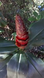 Close-up of prickly pear cactus