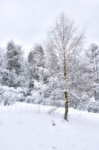 Snow covered trees against sky