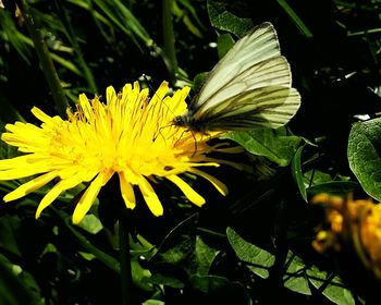 Close-up of yellow flower