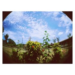 Low angle view of plants against sky