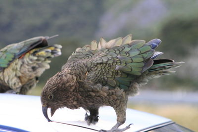 Close-up of bird perching