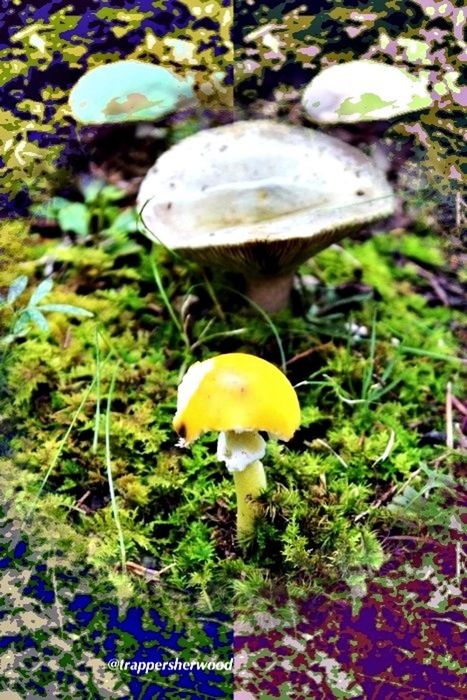 CLOSE-UP OF WILD MUSHROOMS