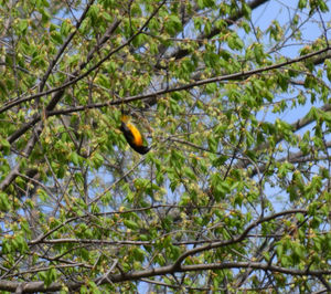 Low angle view of bird perching on tree