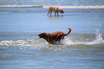 Wet freedom. whats better than a day on the beach with friends and dogs friends romping joy.