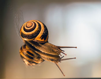 Close-up of snail on glass with reflection