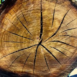 Close-up of tree stump