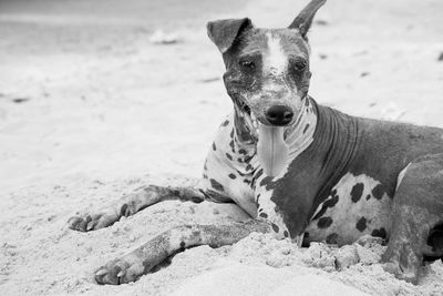 Stray dog relaxing on sand