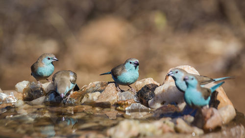 Close-up of birds perching on rock