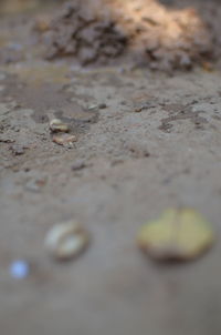 Full frame shot of leaf
