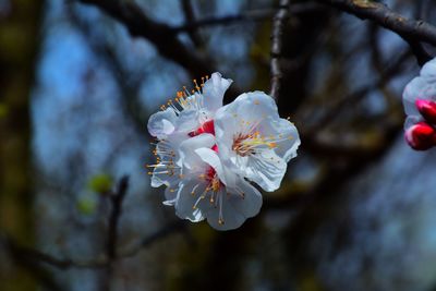 Close-up of flowers