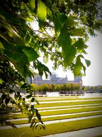 Trees growing in farm against sky
