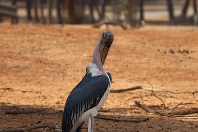 Close-up of bird perching on a field