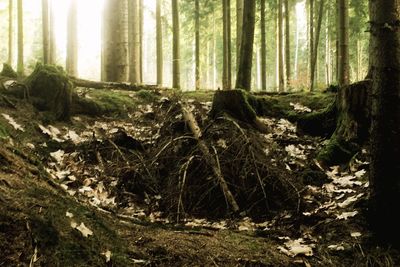 Trees in forest