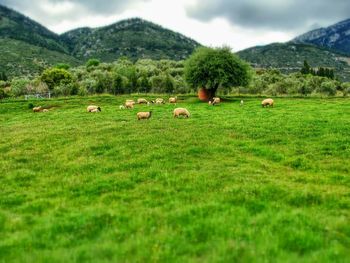 Scenic view of grassy field against sky