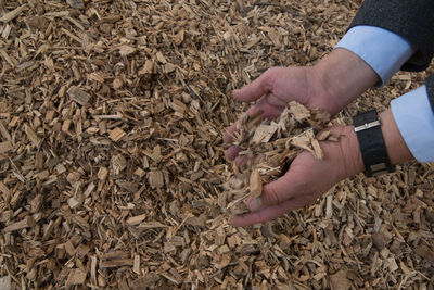 Man holding wood chips in his hands, biomass heating fuel