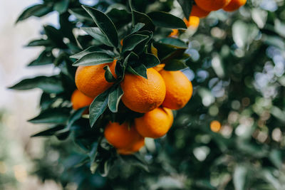 Close-up of orange fruit tree