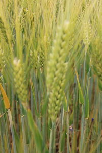 Close-up of crops growing on field