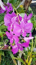 Close-up of purple flowers