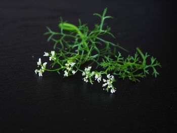 Close-up of plant growing on table against black background