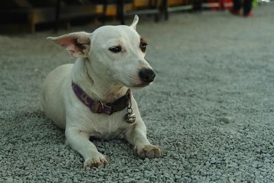 Close-up of dog looking away