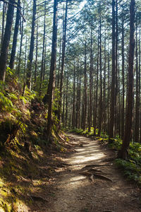 View of trees in forest