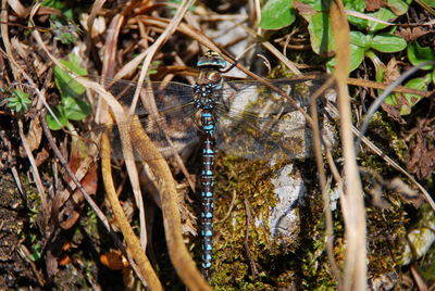 High angle view of insect on plants in forest