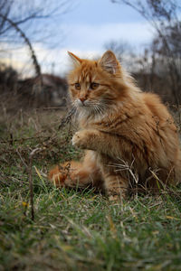 Cat lying on a field