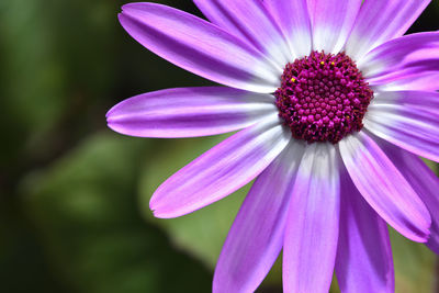 Close-up of purple flower