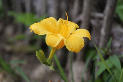 Close-up of day lily blooming outdoors