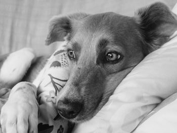 Close-up portrait of dog relaxing on bed