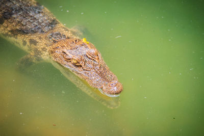 High angle view of a turtle in lake