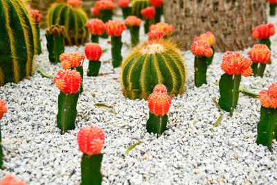 Close-up of succulent plant growing on field