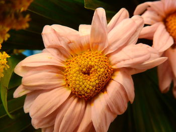 Close-up of flower