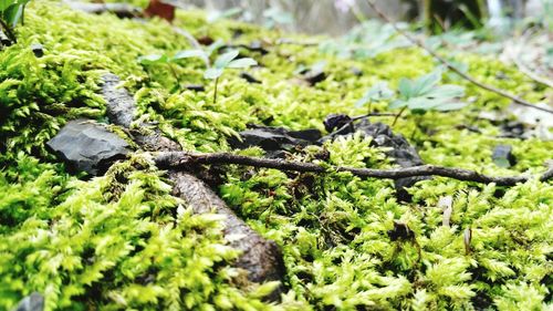 Close-up of plants