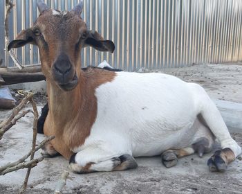Portrait of goat relaxing outdoors