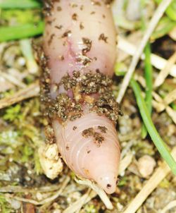 Close-up of plant against blurred background