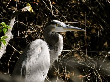 High angle view of gray heron perching on plant