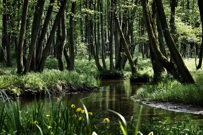 Scenic view of lake in forest