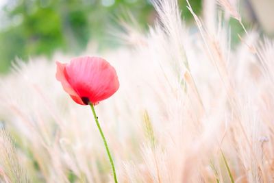 Close-up of poppy blooming on field