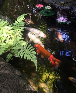 Close-up of koi carps swimming in water