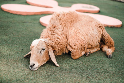 High angle view of a rabbit on field