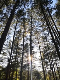 Low angle view of sunlight streaming through trees in forest