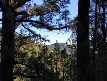 Trees growing in forest