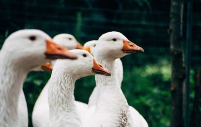 Close-up of white geese on field